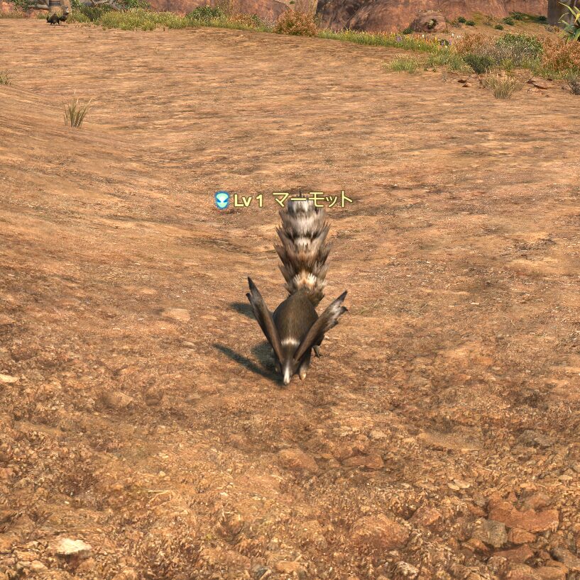 マーモット